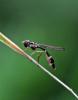 Baccha elongata